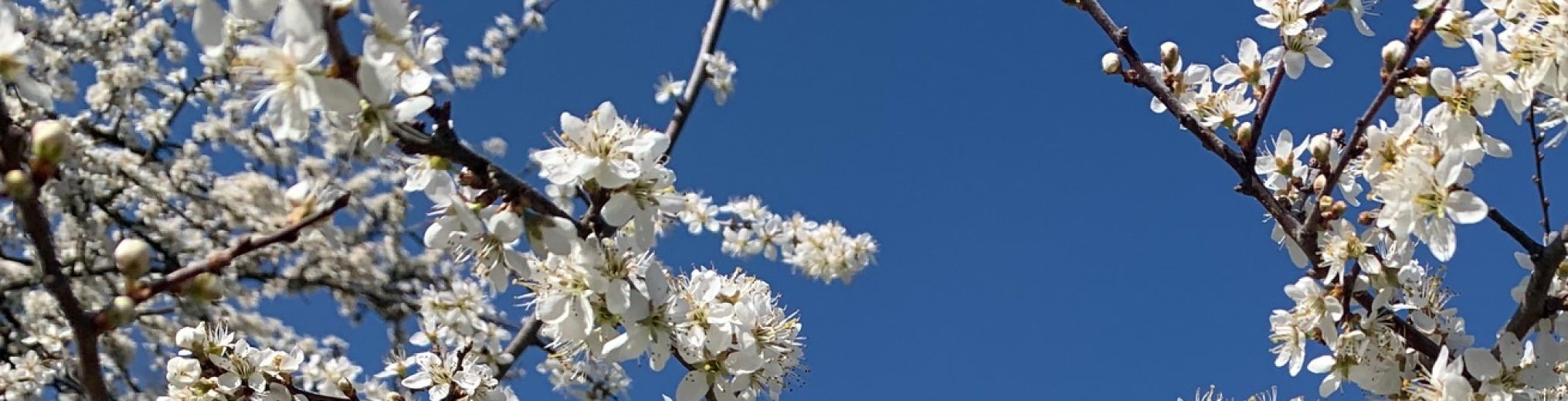 Schwäbischer Albverein | Ortsgruppe Tübingen-Derendingen